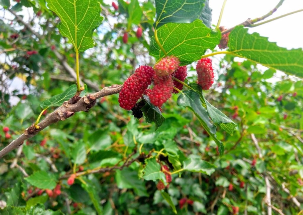 Ảnh 3