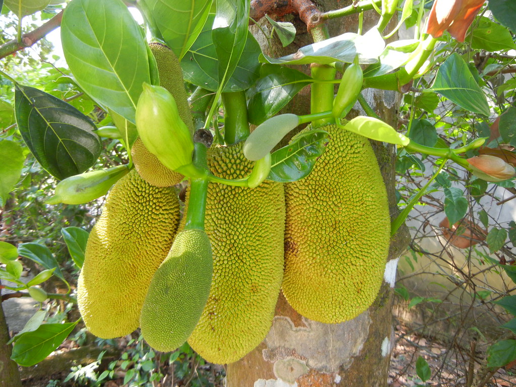 Ảnh 4