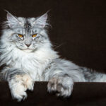 Ảnh Mèo Maine Coon – Gã khổng lồ đáng yêu