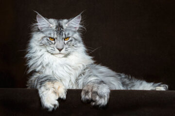 Ảnh Mèo Maine Coon – Gã khổng lồ đáng yêu