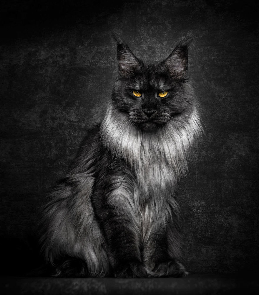 Mèo Maine Coon - Ảnh 1