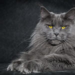 Ảnh Tại sao chưa nhiều người nuôi mèo Maine Coon?