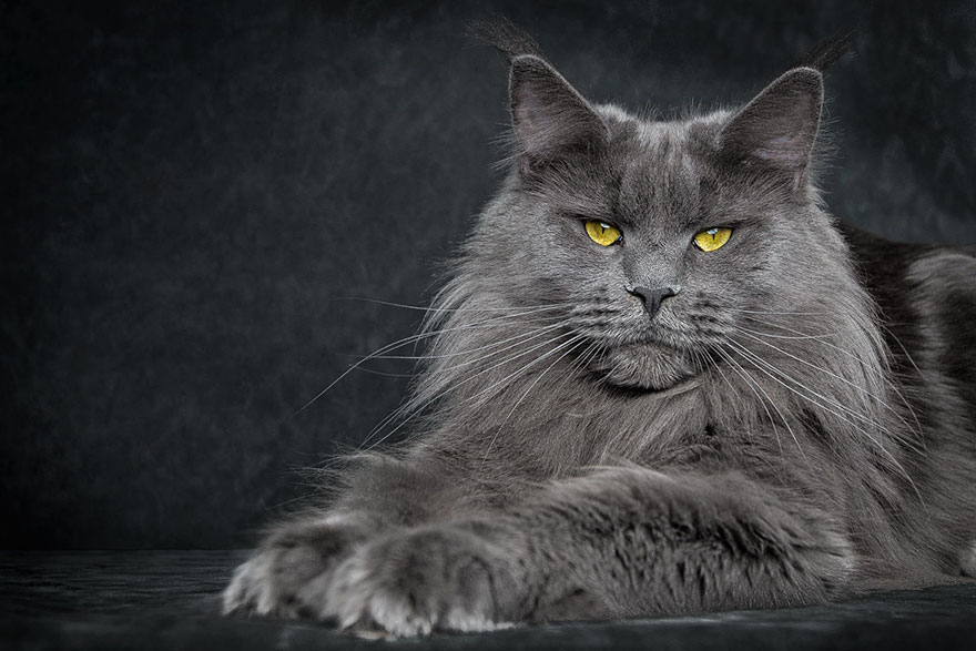 Mèo Main Coon - Ảnh 2
