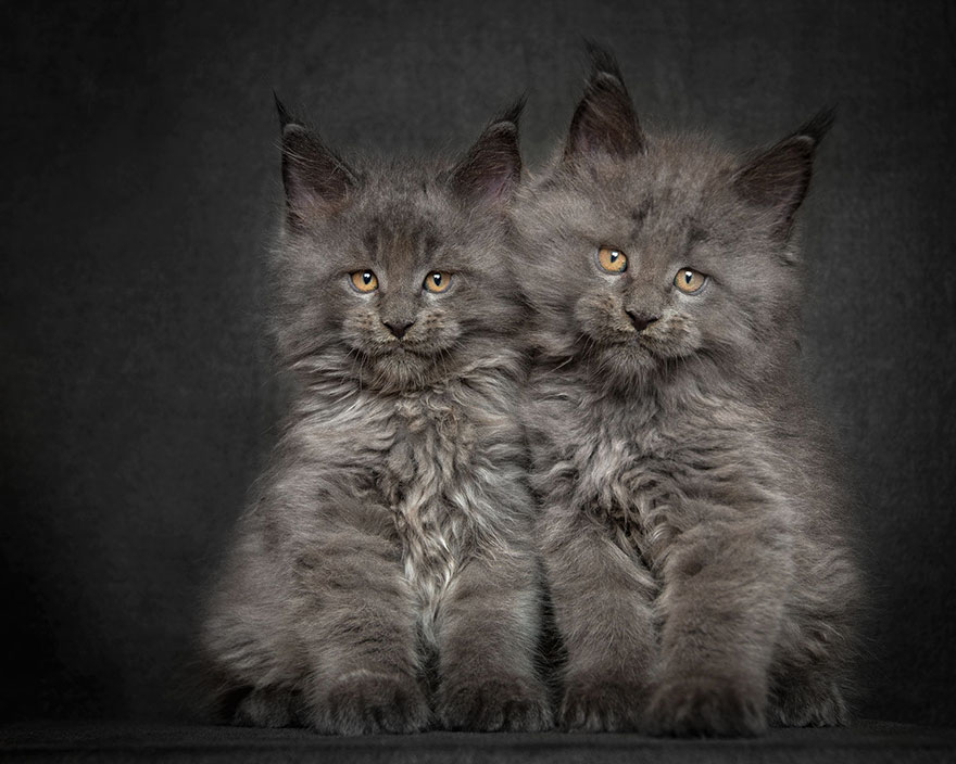 Mèo Main Coon - Ảnh 3