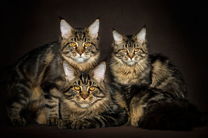 Mèo Main Coon - Ảnh 4