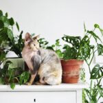 Ảnh Những loại cây không nên trồng trong nhà nếu đang nuôi thú cưng