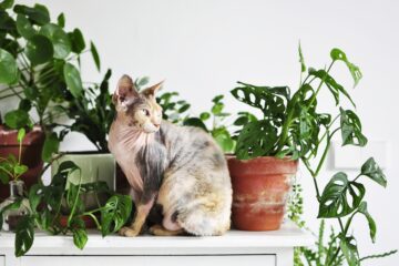 Ảnh Những loại cây không nên trồng trong nhà nếu đang nuôi thú cưng