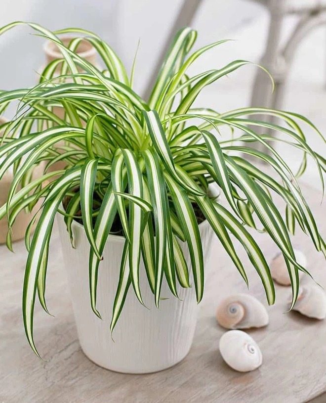 Những loại cây trang trí phòng tắm dễ chăm sóc - Ảnh 2