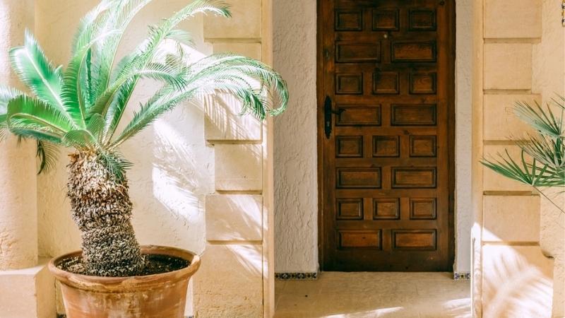 Những loại cây không nên trồng trong nhà nếu đang nuôi thú cưng - Ảnh 4