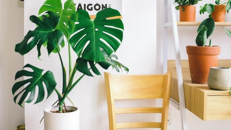 Những loại cây không nên trồng trong nhà nếu đang nuôi thú cưng - Ảnh 3