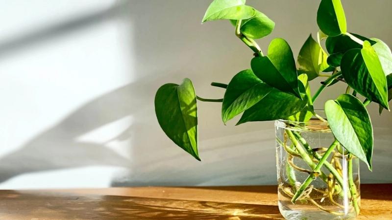Những loại cây không nên trồng trong nhà nếu đang nuôi thú cưng - Ảnh 2