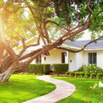 Ảnh Những loại cây không nên trồng trước nhà