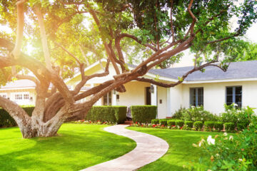 Ảnh Những loại cây không nên trồng trước nhà