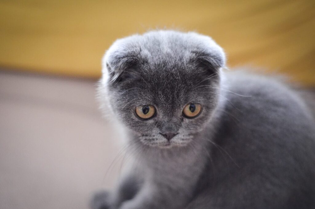 Mèo Scottish Fold nhỏ