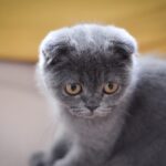 Ảnh Quá trình chăm sóc mèo con từ mới sinh đến 3 tháng tuổi
