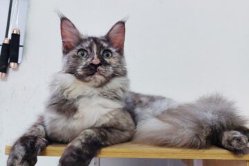 Ảnh Chi phí hàng tháng để nuôi một bé mèo cưng