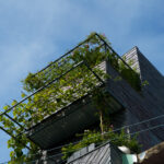 Ảnh Phủ xanh không gian sống cho căn nhà phố Sài Gòn