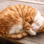 Ảnh Giải mã tư thế ngủ của các hoàng thượng