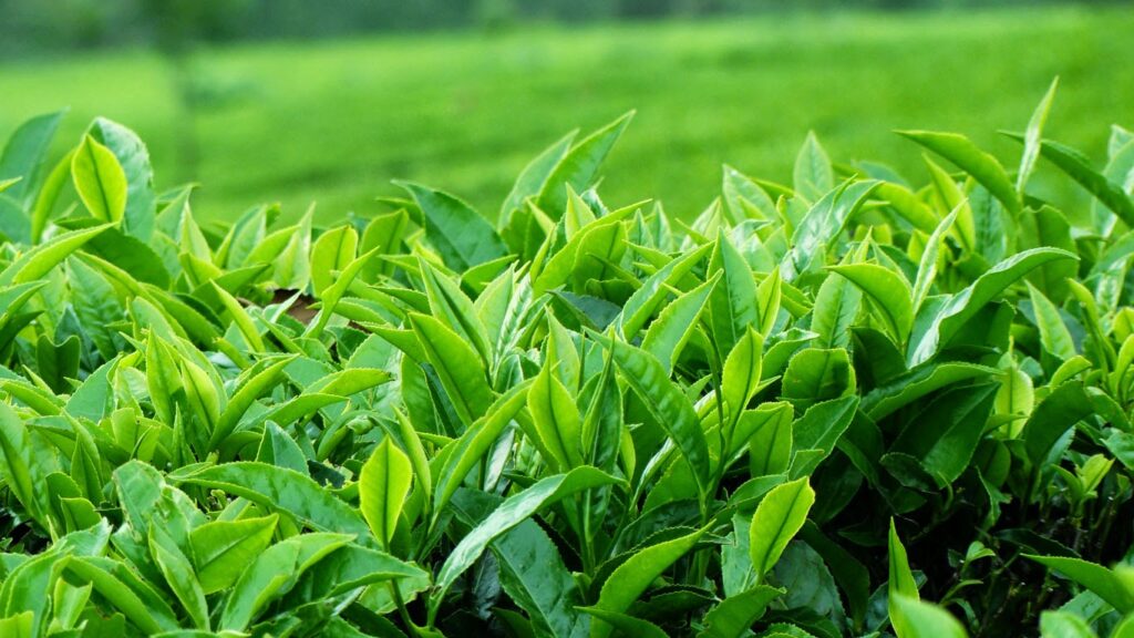 Một số cách trị nấm da ở mèo - Ảnh 1
