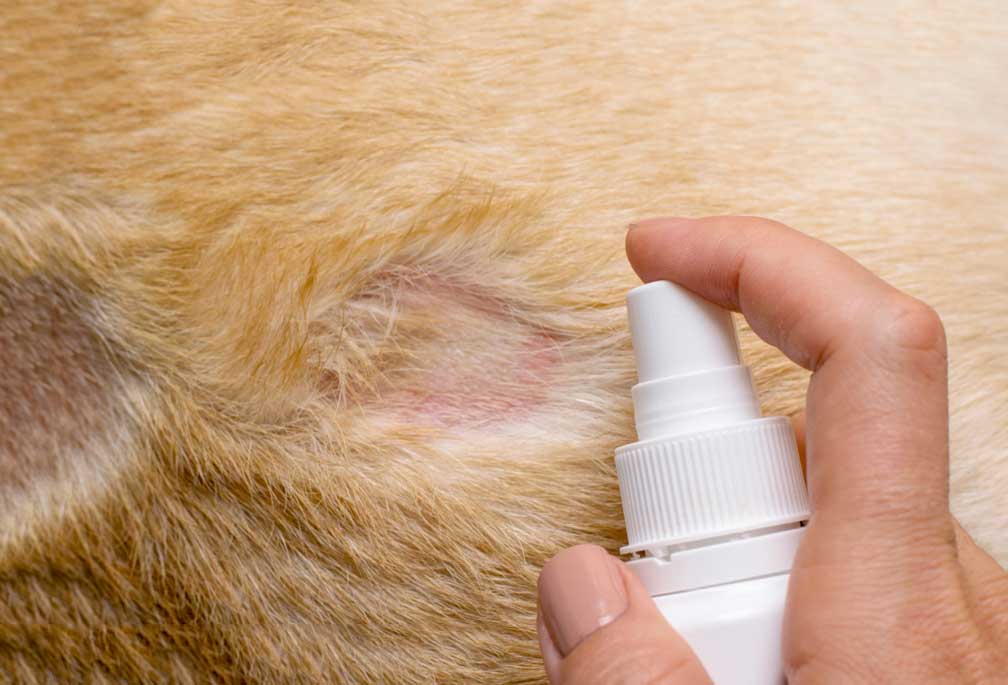 Các loại bệnh có thể lây từ mèo sang người nên biết để phòng tránh - Ảnh 1