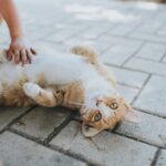 Ảnh Các vị trí mèo thích và không thích khi được bế