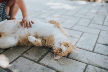 Ảnh Các vị trí mèo thích và không thích khi được bế