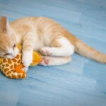 Ảnh Giải mã hành vi của mèo chắc chắn bạn sẽ bất ngờ