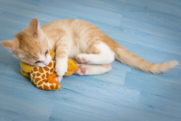 Ảnh Giải mã hành vi của mèo chắc chắn bạn sẽ bất ngờ