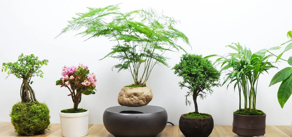 Ảnh 12 con giáp nên trồng cây gì trong nhà để thu hút tài lộc