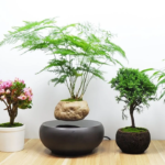 Ảnh 12 con giáp nên trồng cây gì trong nhà để thu hút tài lộc