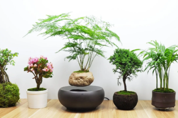 Ảnh Ngôi nhà mái ngói hình phễu để chống nóng ở Tây Ninh