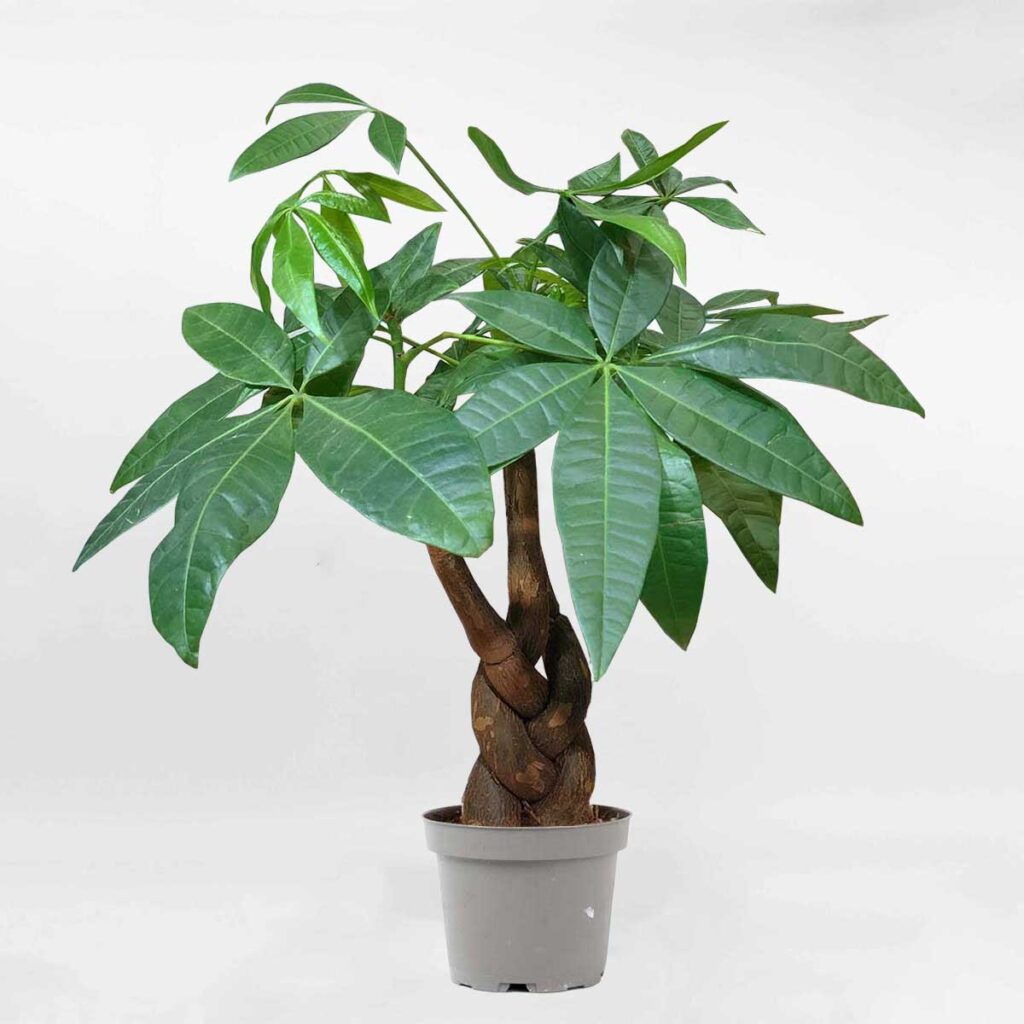 AẢnh 11