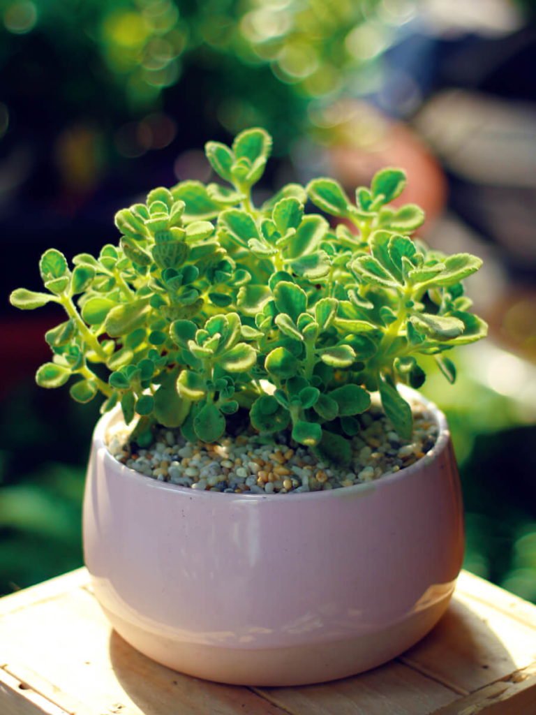 AẢnh 12