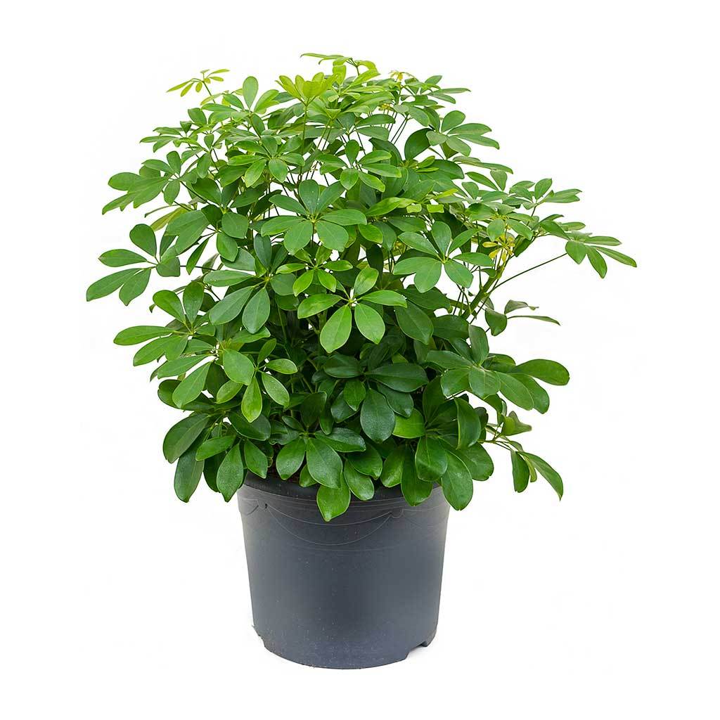 12 con giáp nên trồng cây gì trong nhà để thu hút tài lộc - Ảnh 3