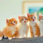 Ảnh Nhìn màu mắt đoán tính cách mèo của bạn