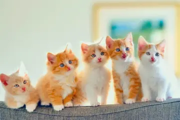 Ảnh Nhìn màu mắt đoán tính cách mèo của bạn
