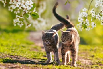 Ảnh Ngôi nhà mái ngói hình phễu để chống nóng ở Tây Ninh